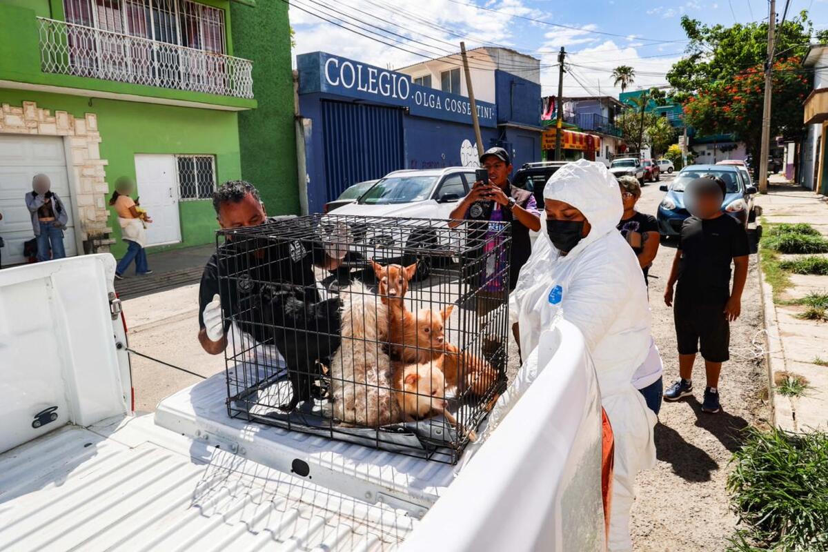 Los perros tampoco tenían agua | Foto: especial