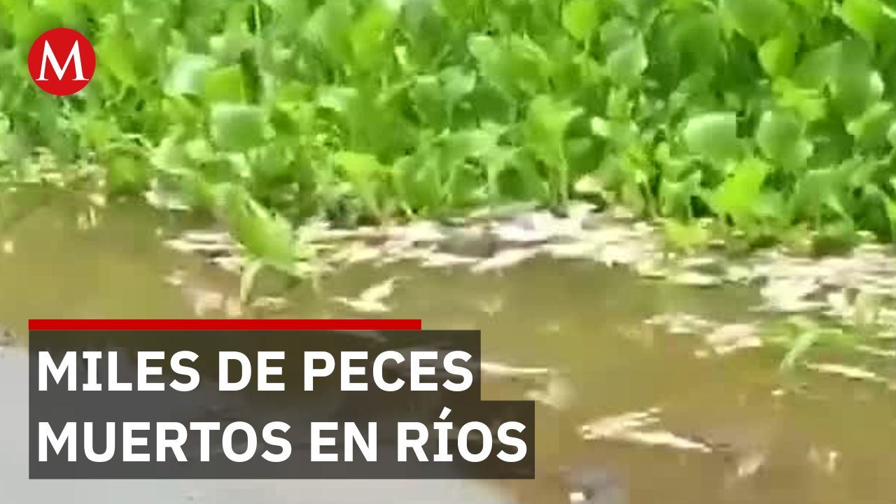 Pescadores encuentran miles de peces muertos en ríos de Veracruz por contaminación