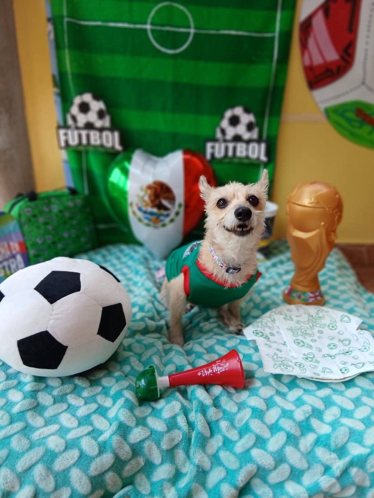 Compartieron un video de los perritos presumiendo sus uniformes mundialistas. | Foto: Facebook Los Perritos de Lulix