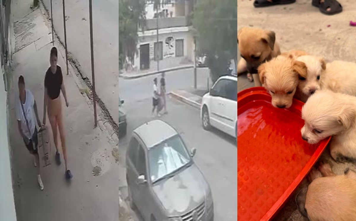 Reportan abandono de perritos en Torreón. | Fotos: Cortesía video y redes sociales