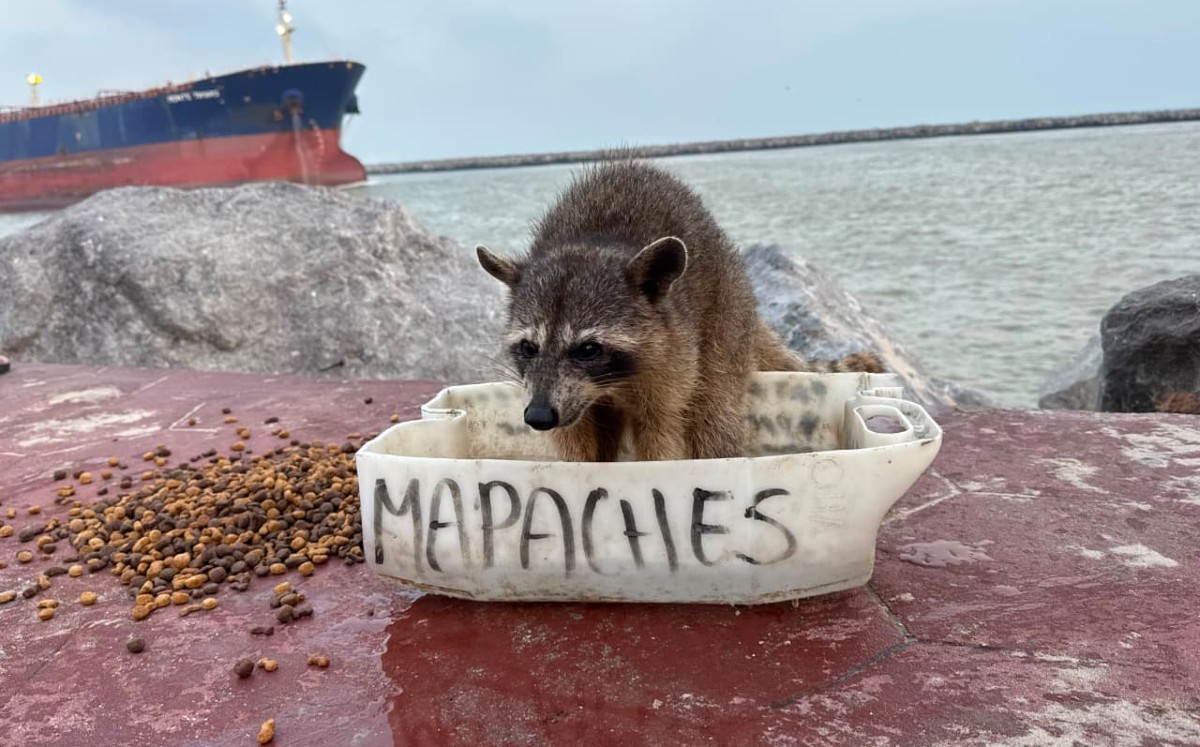 Reportan desaparición de mapaches en Madero.| Alberto Cano