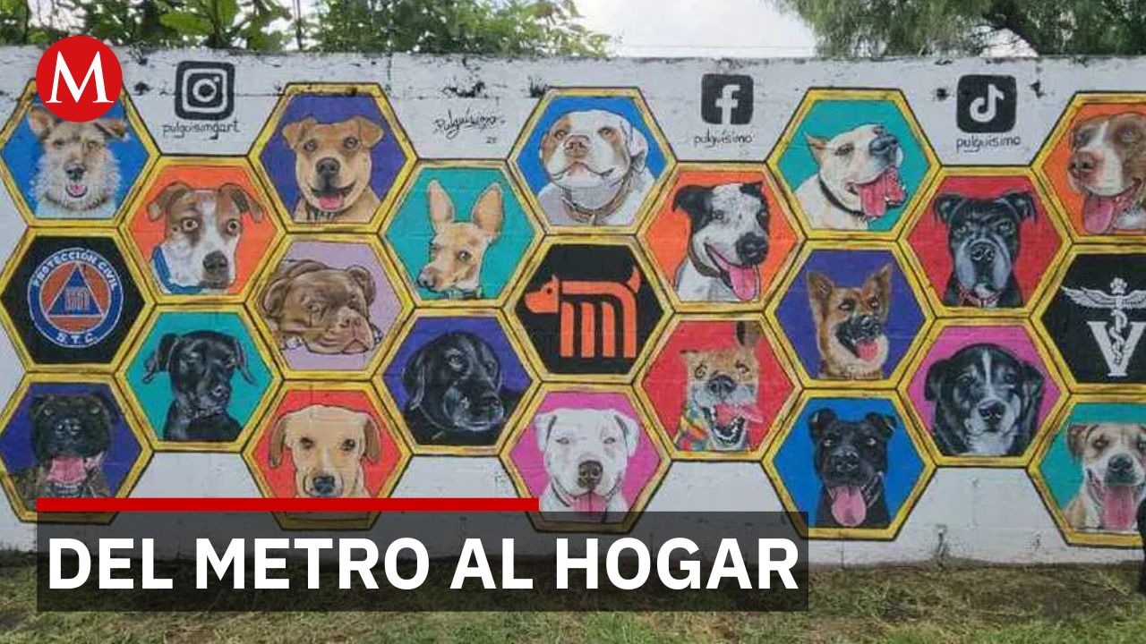 Adopción transforma la vida de perros rescatados en CdMx
