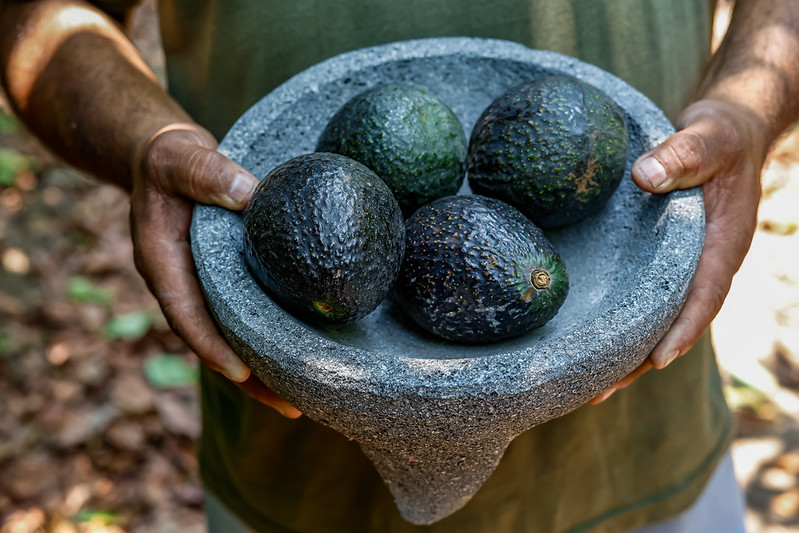 Van por el guacamoles Más Grande del Mundo. (Cortesía Gobierno de Jalisco)