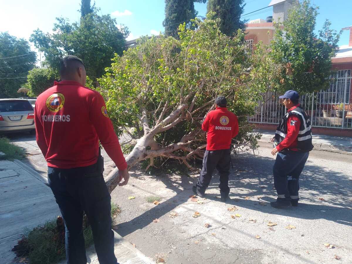 Las lluvias recientes y las fuertes ráfagas de viento provocaron la caída de un árbol sobre una calle del centro de la ciudad.| Especial.