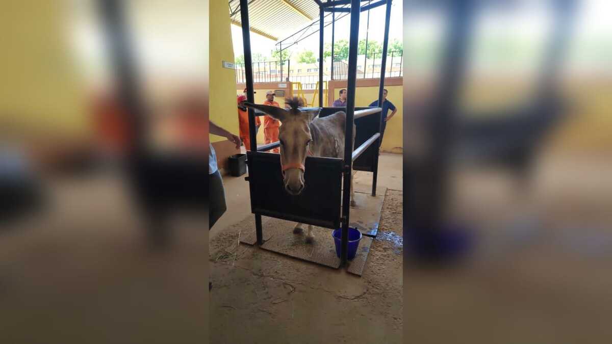 En Torreón, rescatan a burrita maltratada. | Milenio Policía.