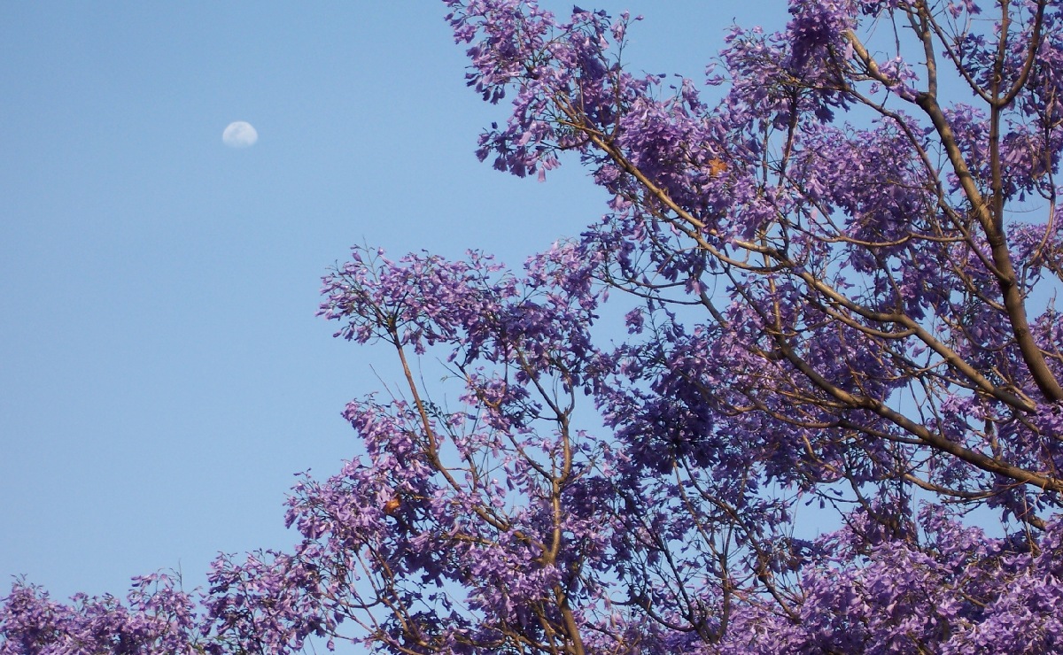 “¿Será la calle Viena? ¿O serán las jacarandas? Ellas también enseñan a desaparecer…” (Wikimedia Commons)