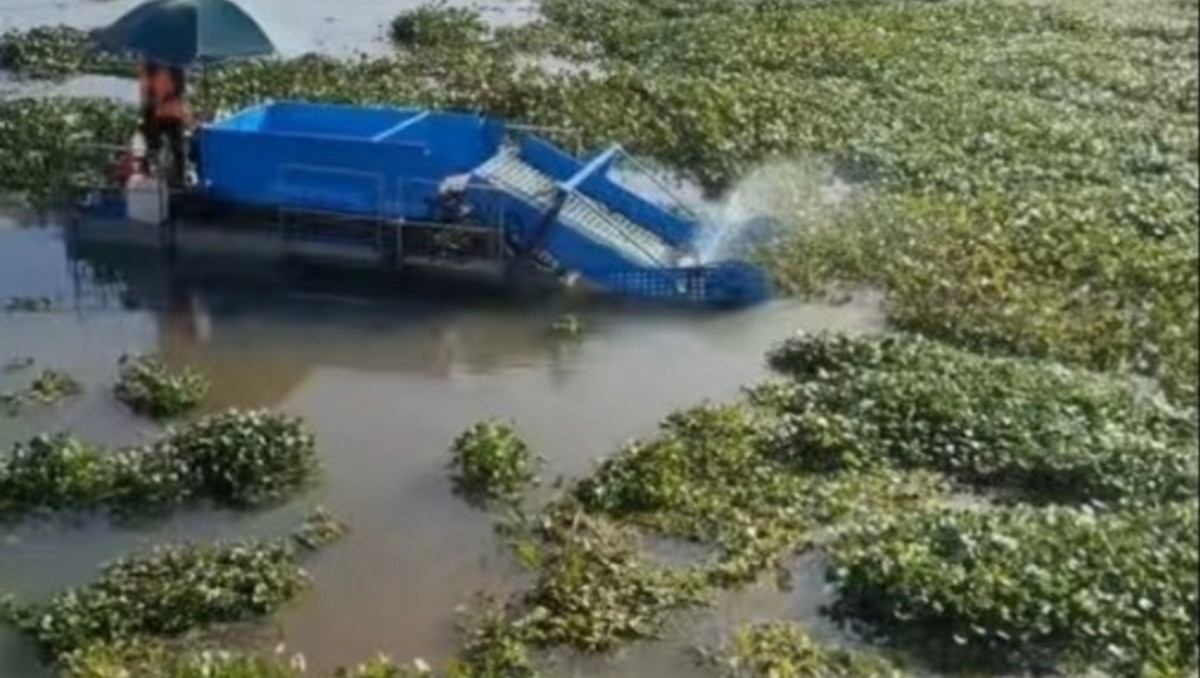 Ningúna institución ambiental se ha acercado a combatir la problemática. Foto: Especial