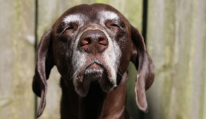 La ciencia revela la fórmula para saber la verdadera edad de tu perro