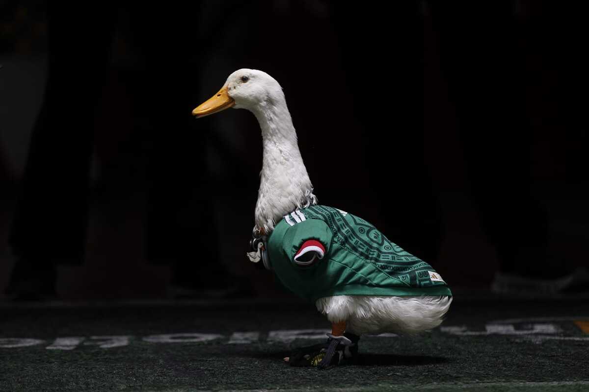 Merlín, el pato que se hizo viral durante el Mundial en México |  ARACELI LÓPEZ