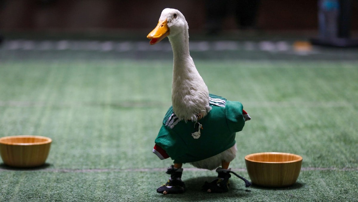 Merlín, el pato que se hizo viral durante el Mundial en México |  ARACELI LÓPEZ