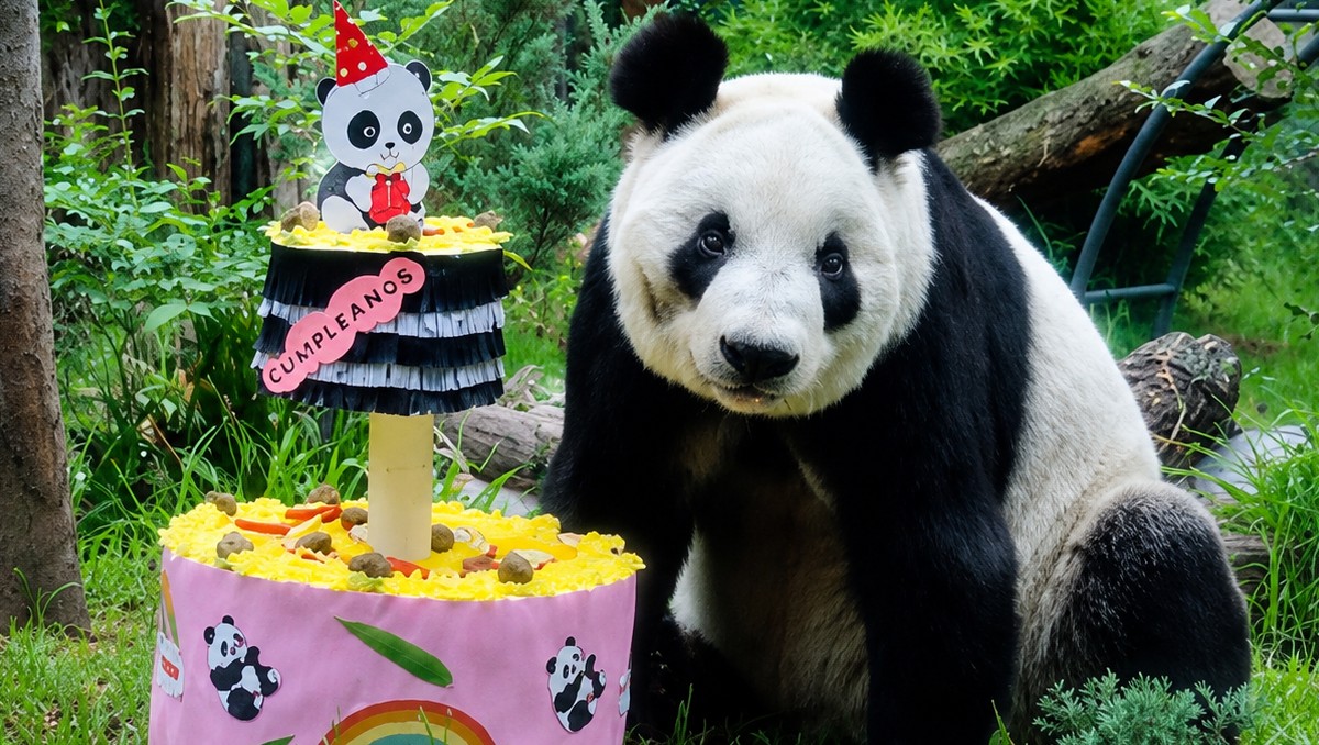 La panda Xin Xin es embajadora de la vida silvestre de Chapultepec | Sedema