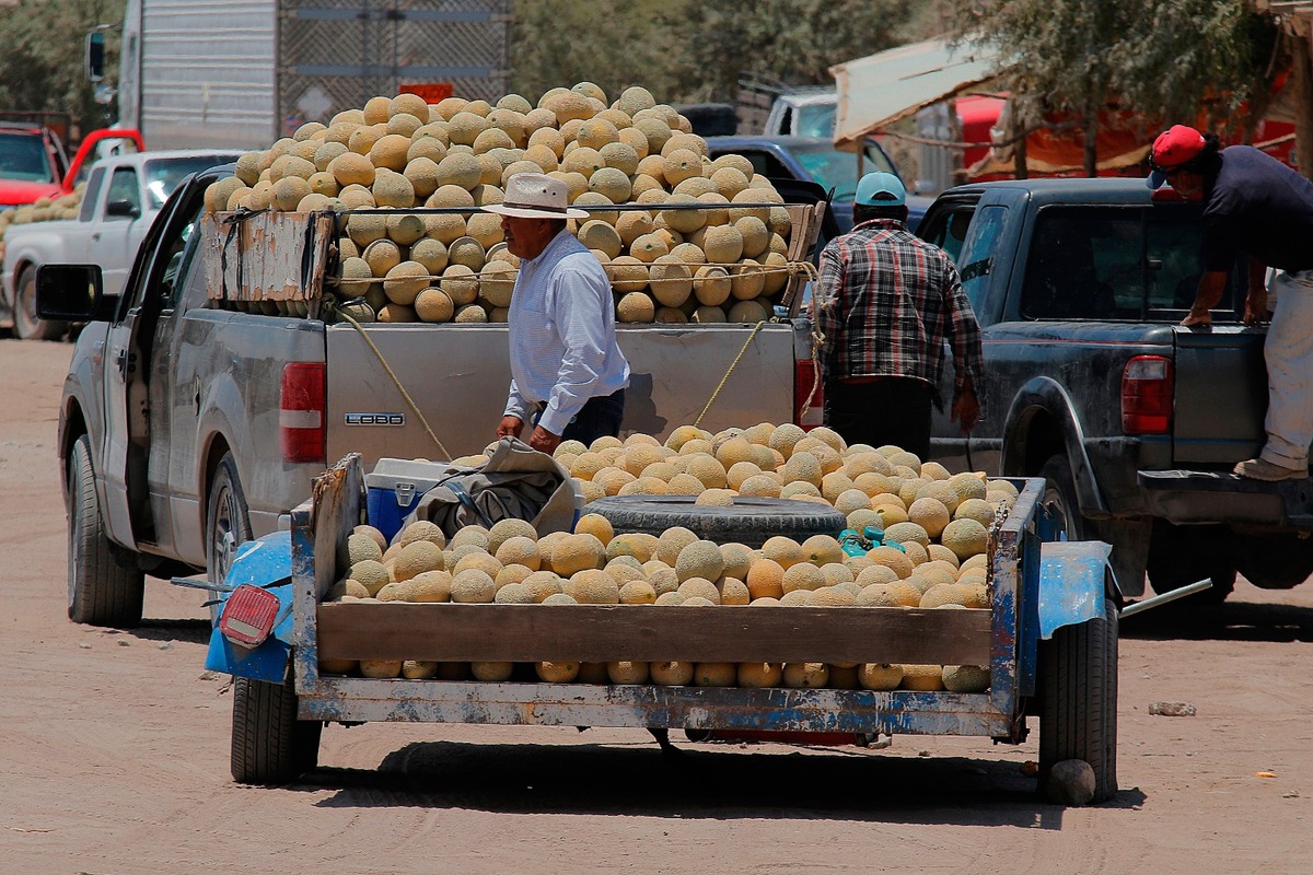 En Coahuila, productores de melón acusan a coyotes de precios altos. | Manuel Guadarrama.