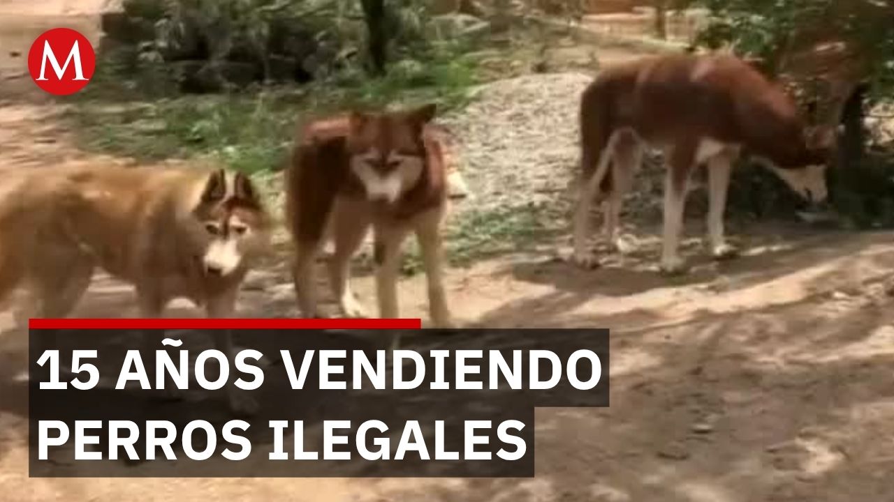 Criadero clandestino operó 15 años vendiendo perros mientras autoridades recibían sobornos