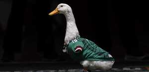Merlín, el pato que se hizo viral durante el Mundial en México