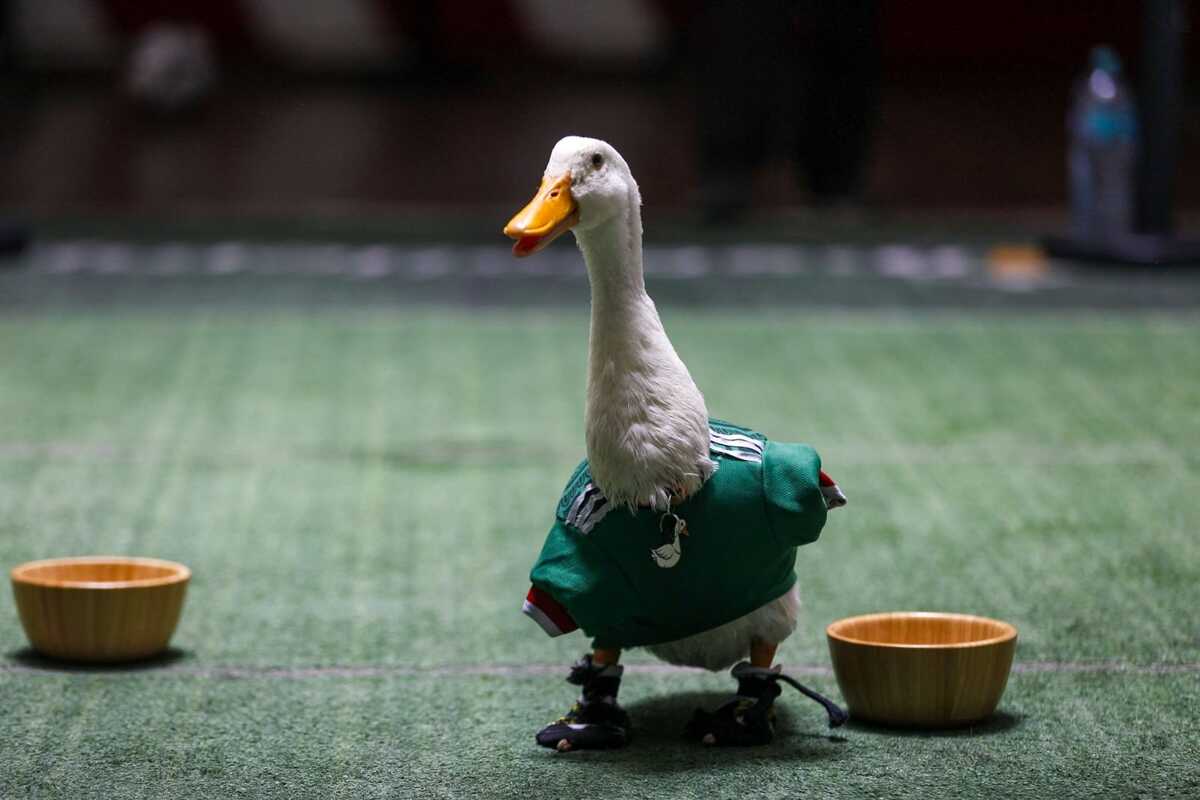 Pato Merlín es nombrado embajador oficial de la Ciudad de México como sede del Mundial 2026 (Araceli López)