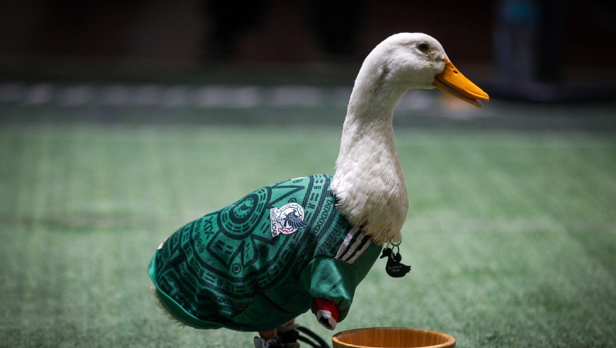 Pato Merlín es nombrado embajador oficial de la Ciudad de México como sede del Mundial 2026 (Araceli López)