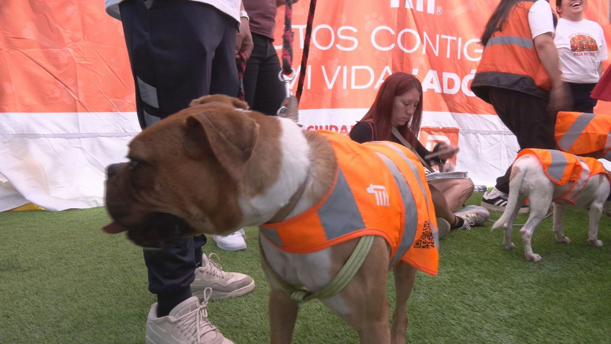 Perros rescatados de las vías del Metro fueron presentados durante la jornada “Deja tu Huella” en Paseo de la Reforma. (Cortesía)