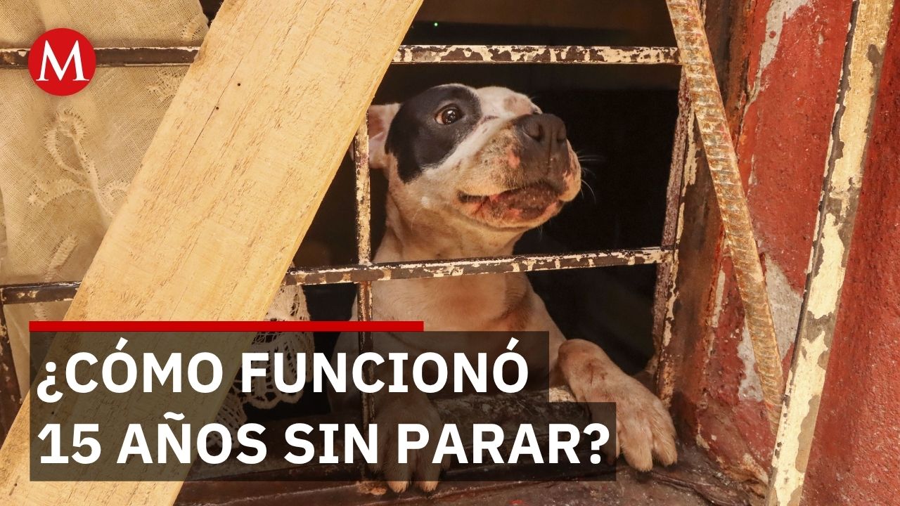 Criadero clandestino operó 15 años entre denuncias y maltrato animal
