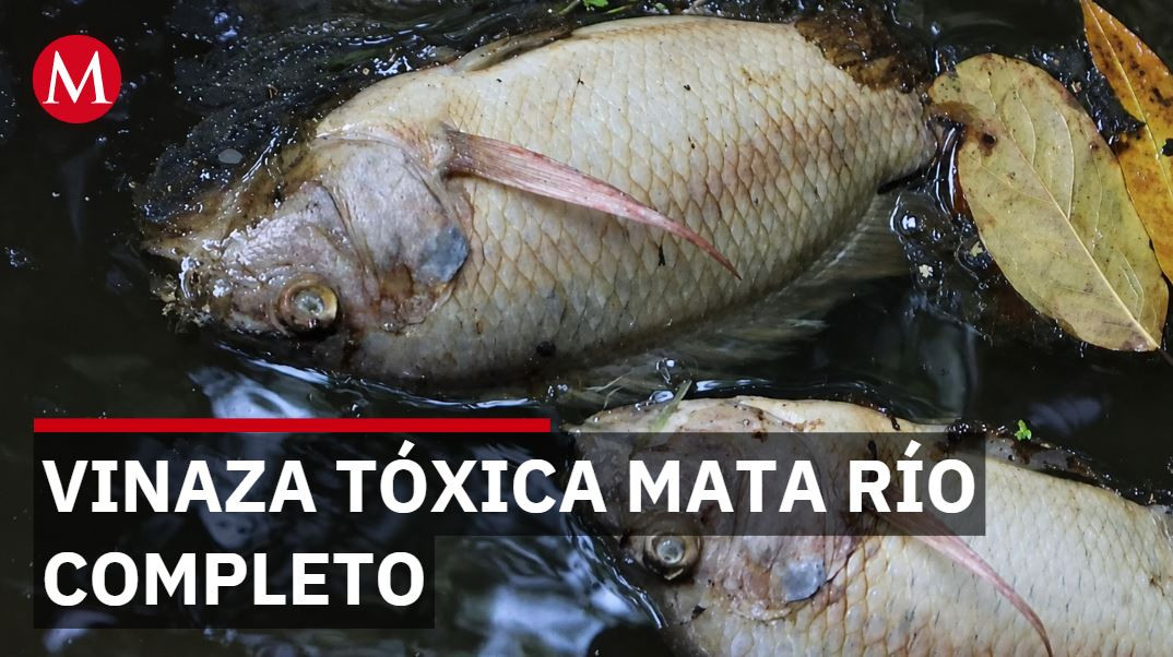 Gobernadora apoya empresas pero 200 toneladas de peces mueren por vinaza en Veracruz
