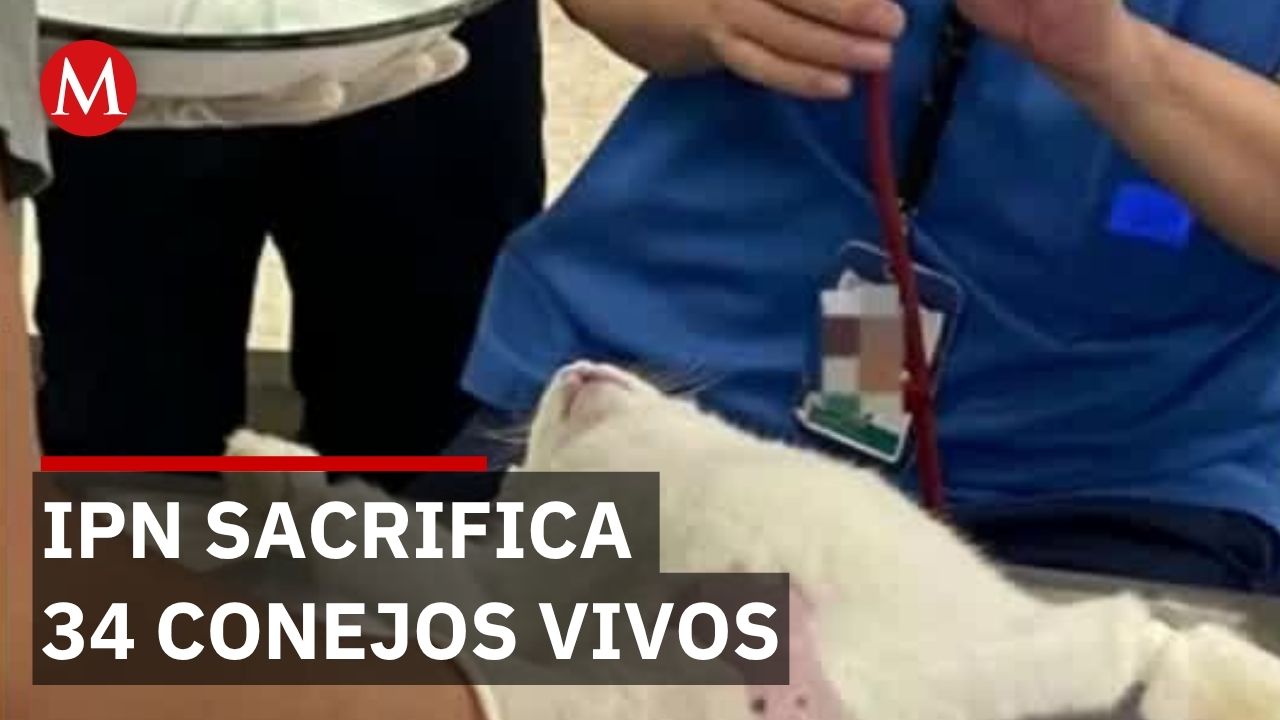 Estudiantes de medicina obligados a torturar animales vivos sin derecho a negarse