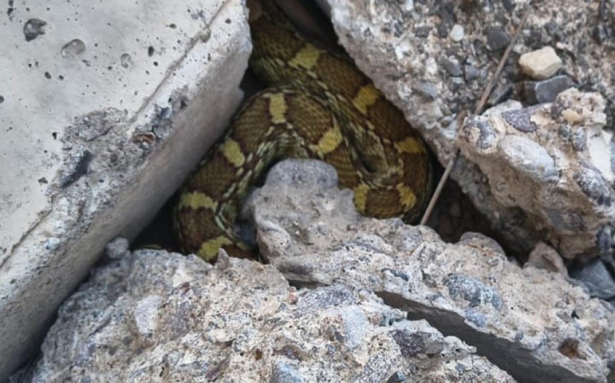 Serpientes venenosas en La Laguna. | Foto: Lucero Sánchez