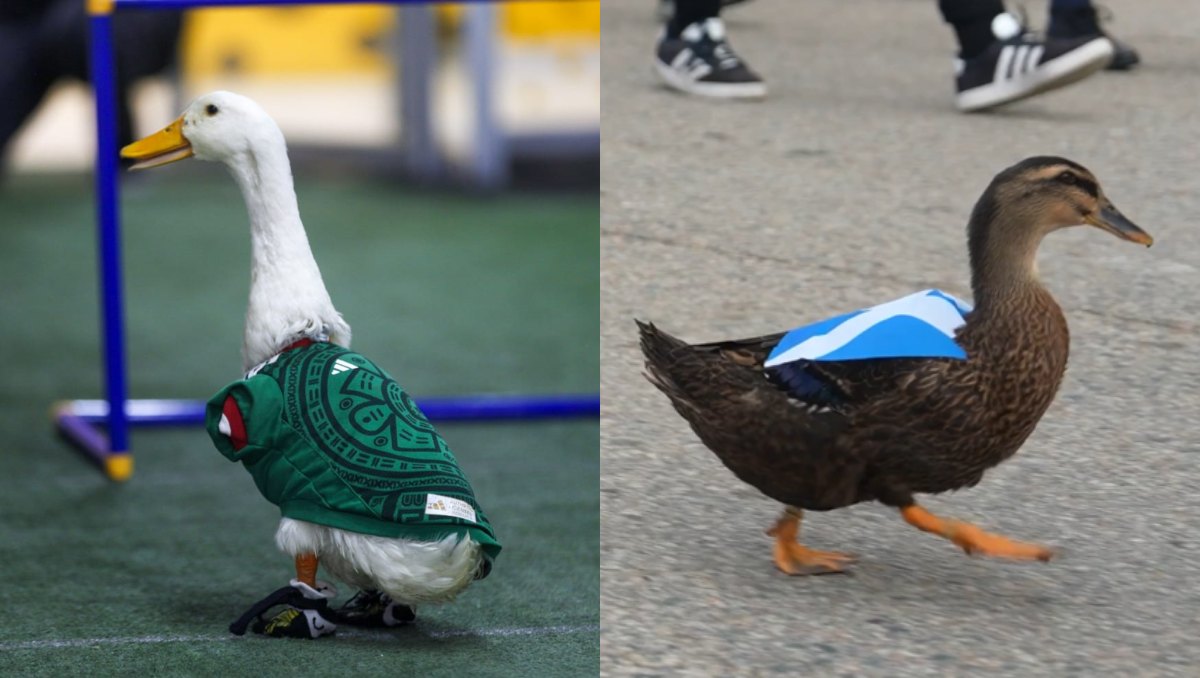 Surge rival de Merlín con pato que apoya a Selección de Escocia en el Mundial 2026 (Araceli López/Captura X BBC)