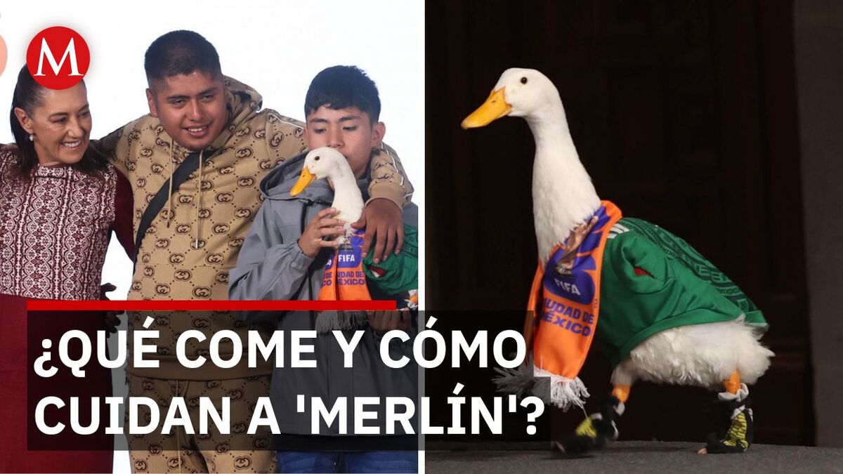Así consienten y cuidan al pato mundialista 'Merlín'