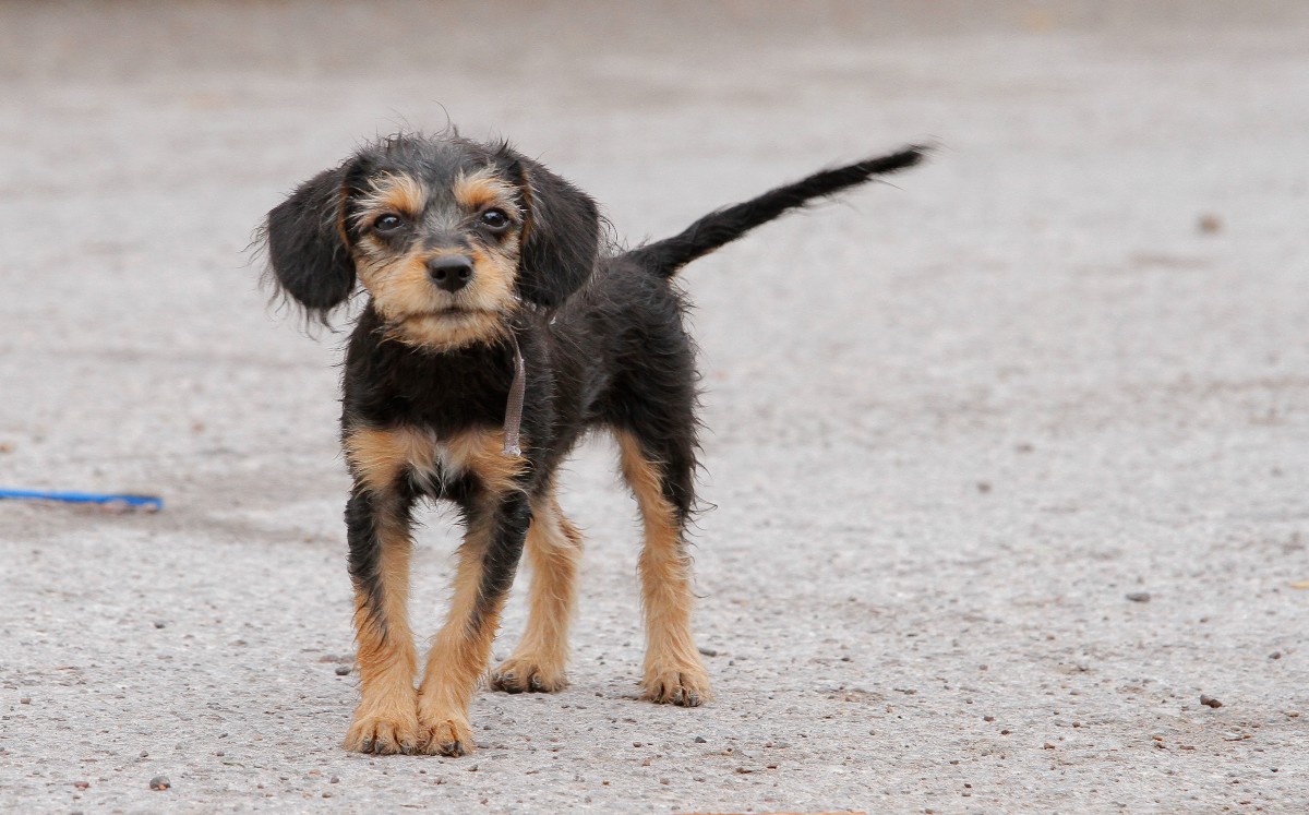 Se busca castigos más severos para el abandono de animales en Durango | Fototeca MILENIO