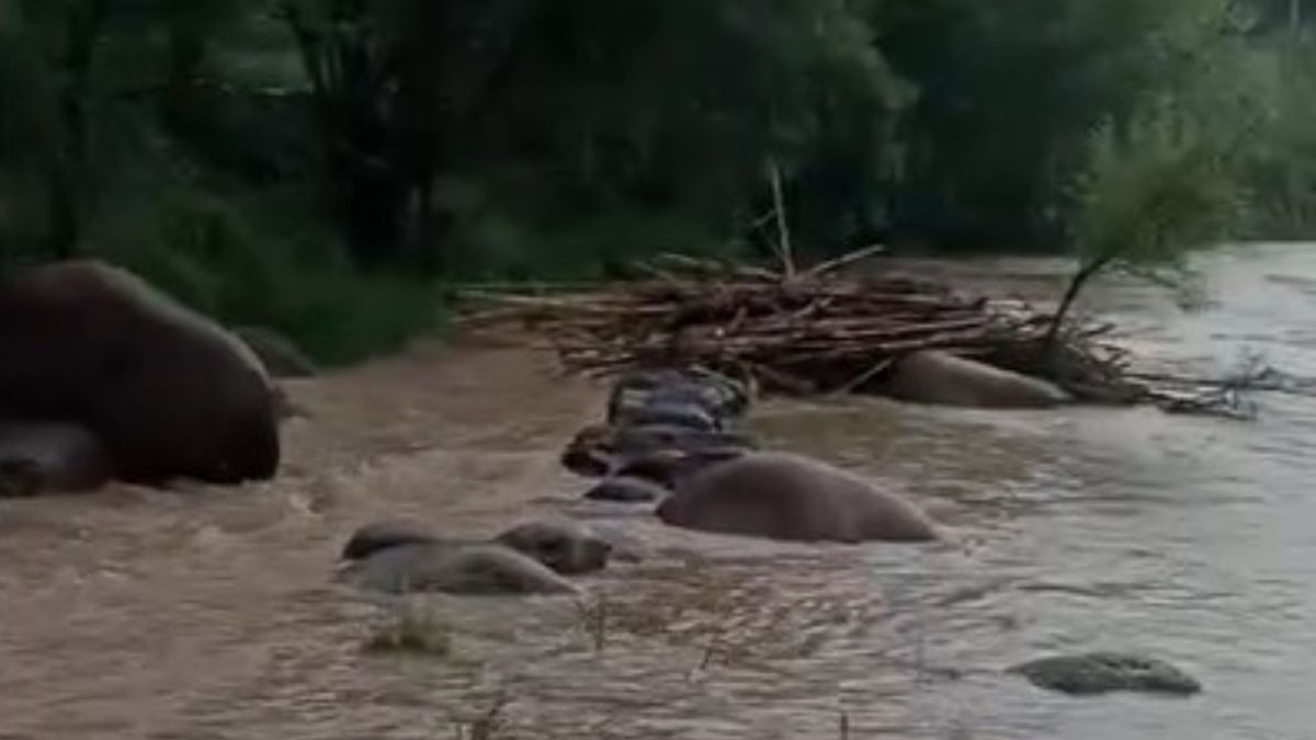 Se desborda Río Victoria en Guanajuato por lluvias. | Redes sociales
