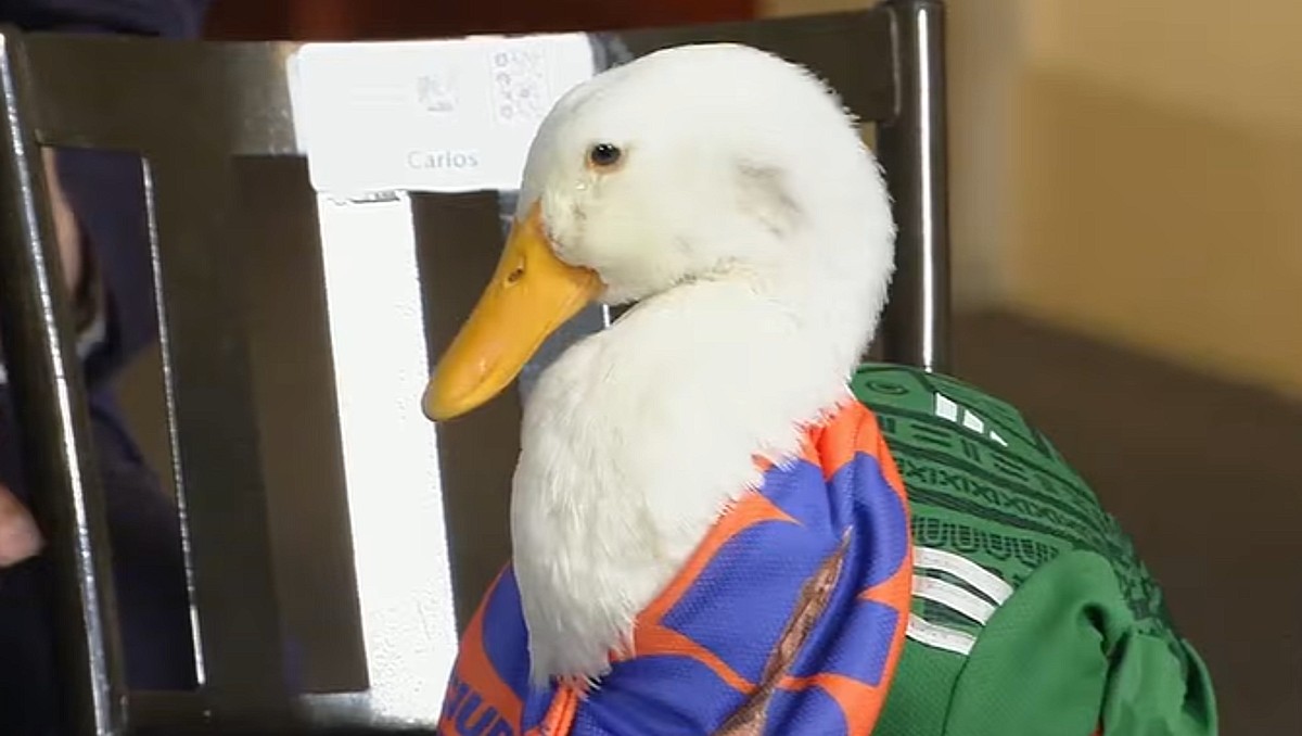El Pato Merlín (La Mañanera)