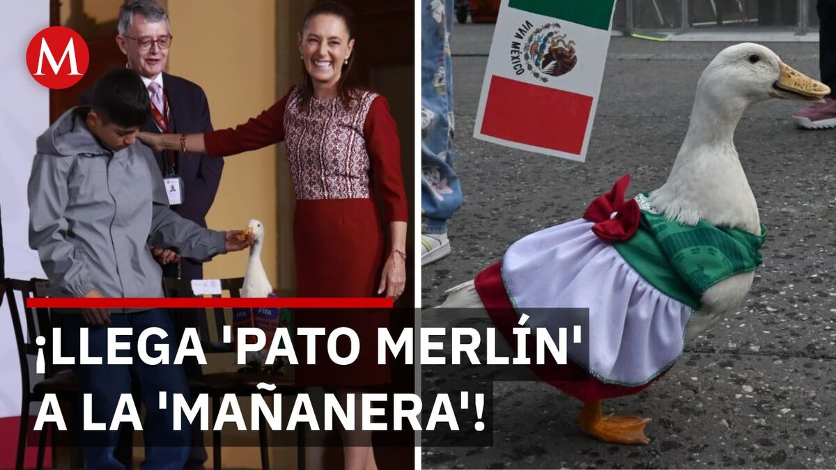 El tierno encuentro del pato 'Merlín' con Sheinbaum