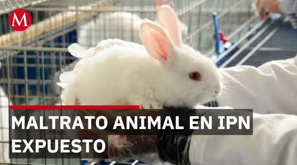 IPN sacrificará conejos para prácticas quirúrgicas pero huelga estudiantil lo impide