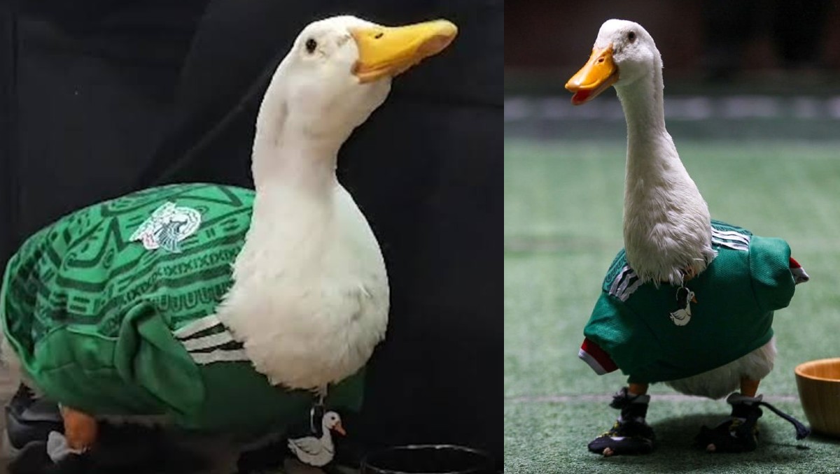 Merlín, el patito que se hizo viral. | MILENIO