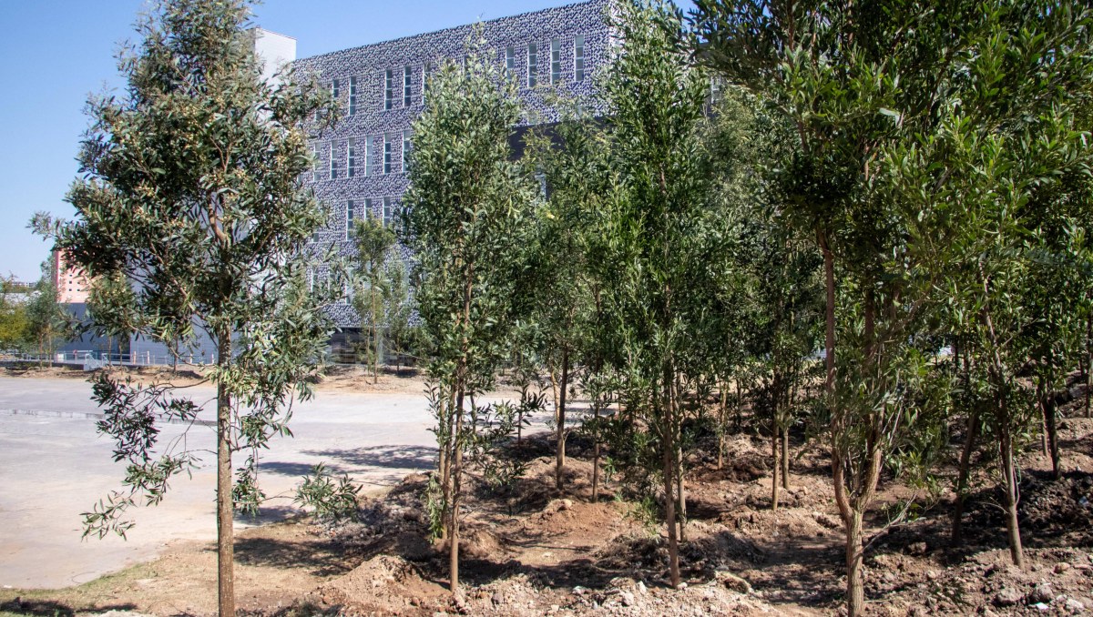 Reforestación en Puebla | Agencia Es Imagen