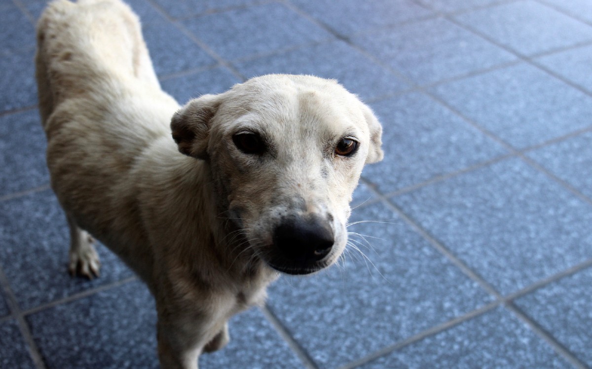 Autoridades en Gómez Palacio piden poner atención a que mascotas no tengan garrapatas | Rolando Riestra