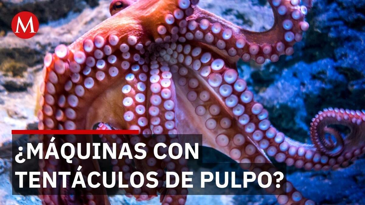 Científicos e investigadores crean un brazo robótico basado en anatomía de los pulpos