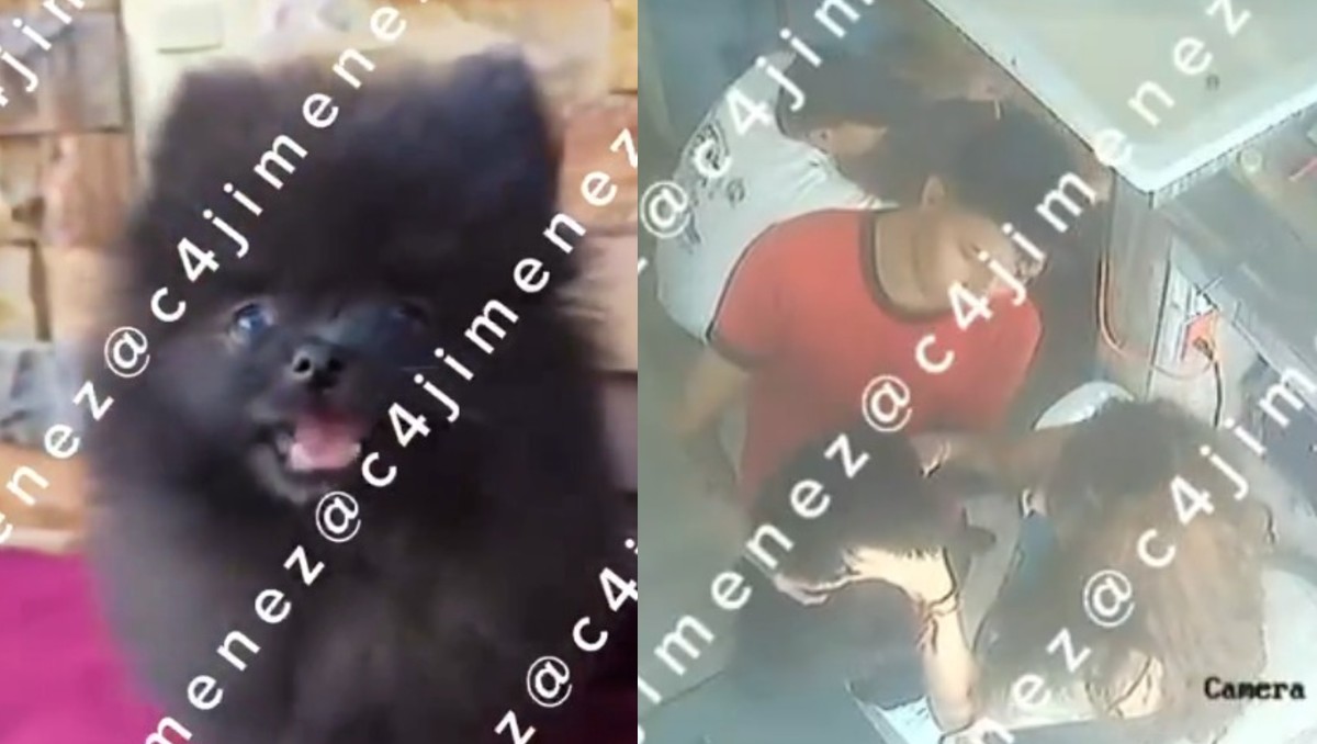 Cronología de la muerte de Coco en un spa canino de la Roma. | FOTO: C4