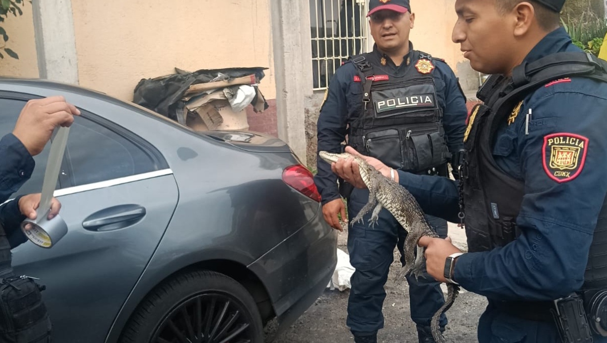 Elementos de la SSC rescataron a un caimán localizado en la jardinera de una vivienda en la alcaldía Álvaro Obregón. | SSC