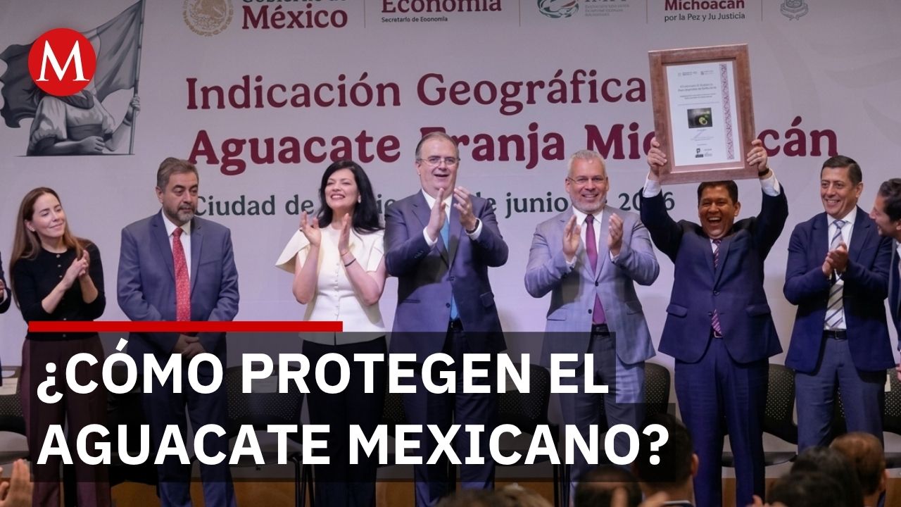 Gobierno protege aguacate michoacano con indicación geográfica en mercados internacionales