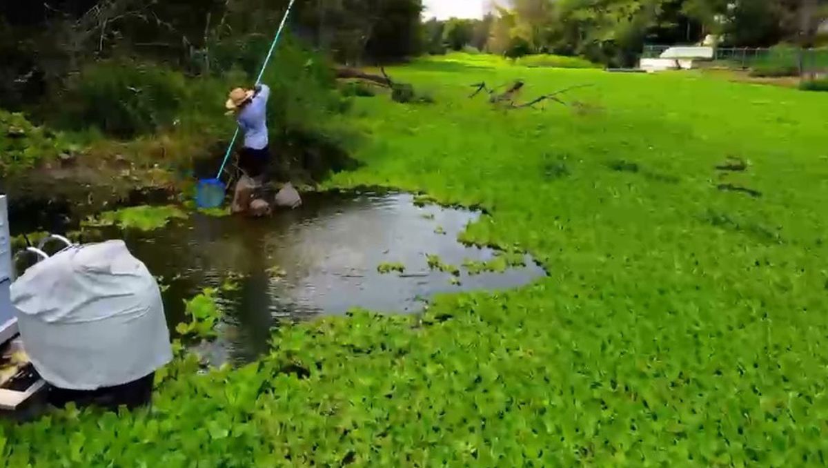 Habitantes de la zona temen que lirios lleguen a contaminar la presa La Boca. Cortesía