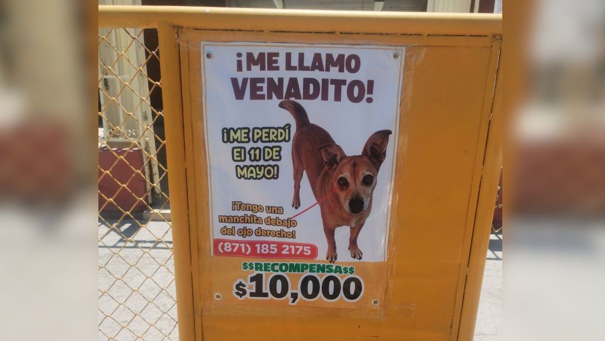 Un llamado a los laguneros para ayudar a reunir nuevamente a Carmen con su fiel compañero. | Cortesía de Mascotas Laguneras SOS