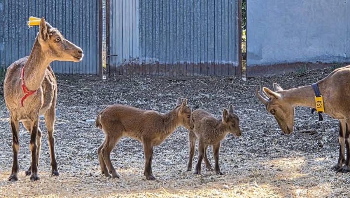 Nacen cabras montesas de animales muertos; desafían la extinción | EFE