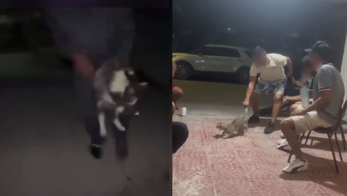 Redes exhiben presuntos actos de crueldad animal contra felinos en Gómez Palacio. | Videos difundidos en redes sociales