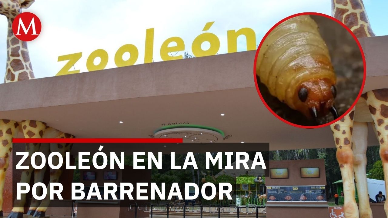 Solicitan auditoría al Zoológico de León tras detectar gusano barrenador en un animal