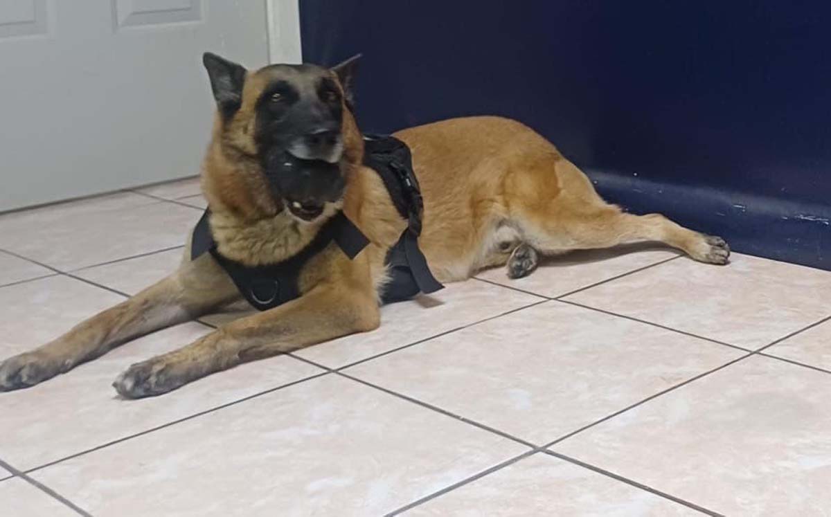 Binomio canino detecta paquete con droga. | Foto: Cortesía DSPM