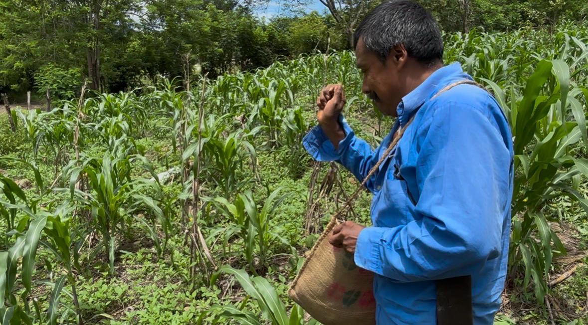 Inicia siembra de cempasúchil en la huasteca Hidalguense como parte de la preparación del Xantolo. (Wendy Salazar)