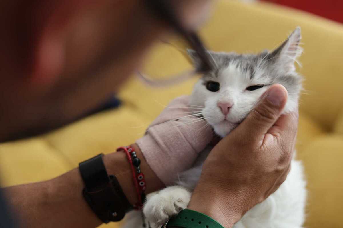 Invitan a dueños de perros y gatos a campaña en la Expo Feria de Gómez Palacio.| Verónica Rivera.