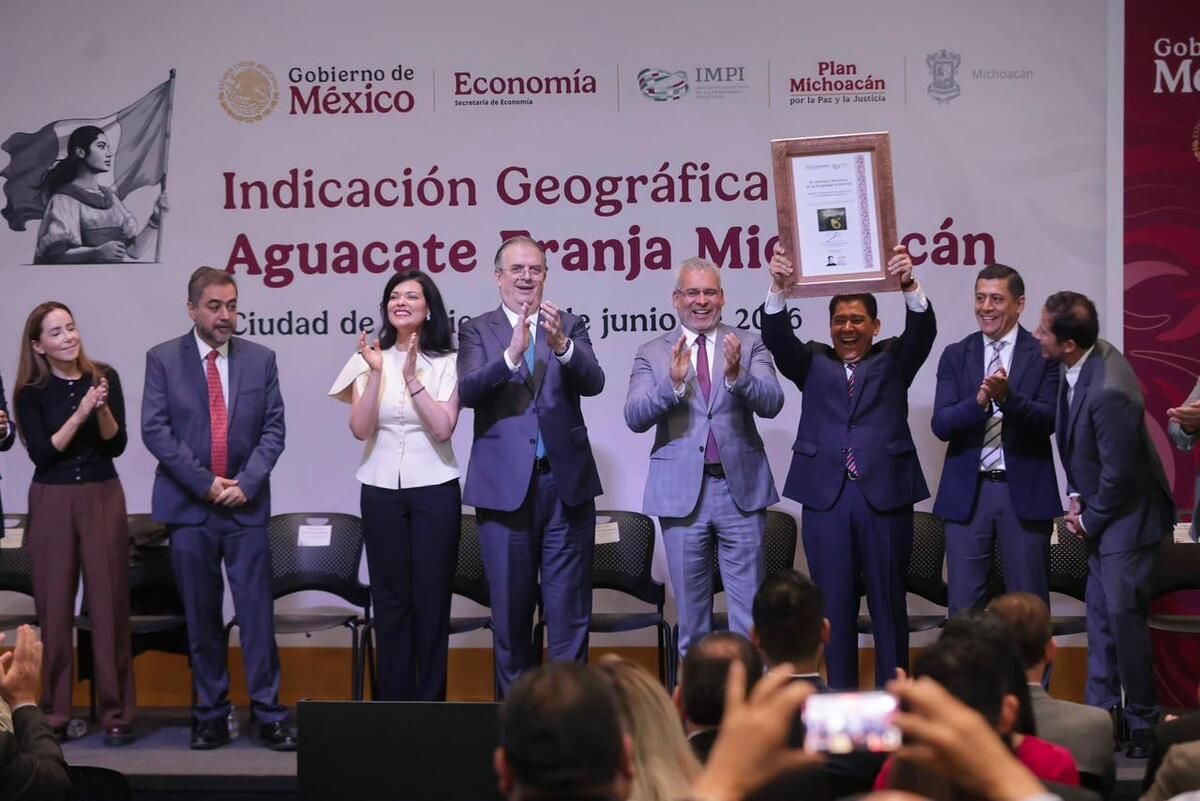 Otorgan Indicación Geográfica al aguacate michoacano para blindar su exportación. | Especial
