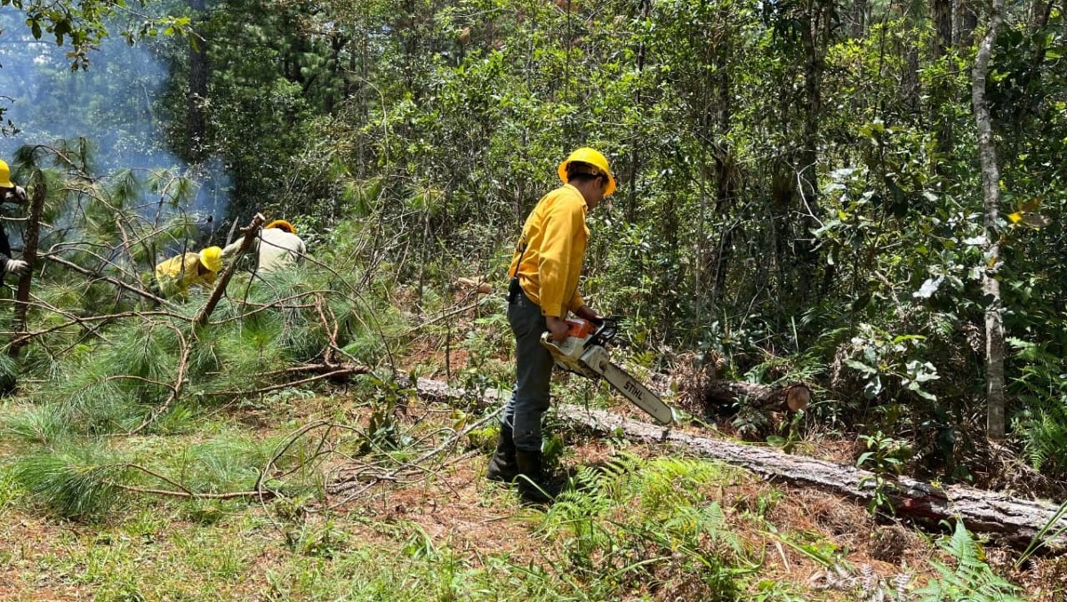 En el parque nacional se ejecutan de trabajos físico-mecánicos y químicos para reducir las poblaciones de insectos | Foto: Especial