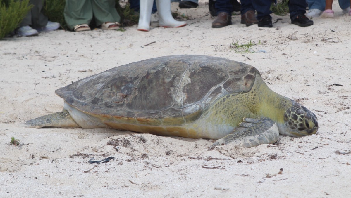 Verdín, la tortuga que venció a la muerte y volvió a navegar